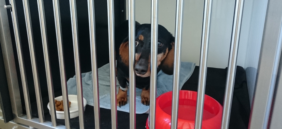 Tierstation Kleintierpraxis Dr. Klara Seidl | Tierarzt Traunstein